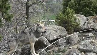 Гладен вълк тормози няколко родопски села