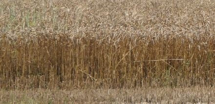 Състоянието на пшеничните посеви в Североизточна България е критично