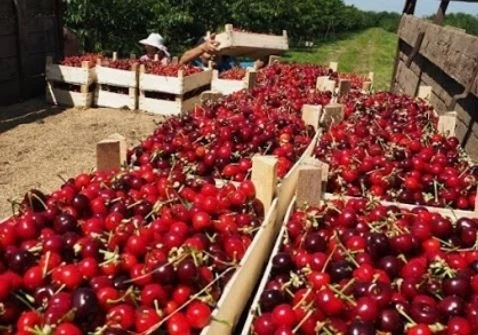 Държавата подпомага с 1 млн. лв. реализацията на български череши