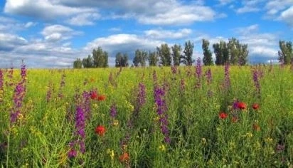 Днес облачно с максимални температури между 28° и 33°