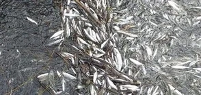 Тонове пластмаса и умряла риба в района на река Места