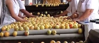 Изграждат предприятие за преработка на плодове край село Новград