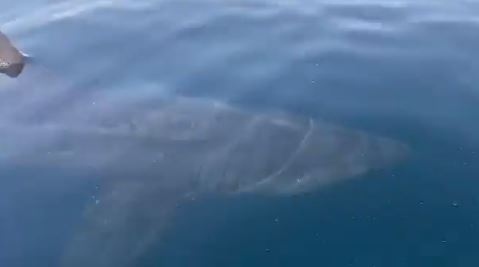 Заснеха огромна акула близо до брега на Малага (СНИМКИ+ВИДЕО)