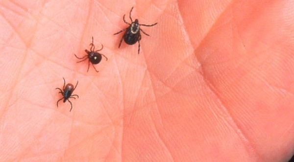 Бум на кърлежи в цялата страна