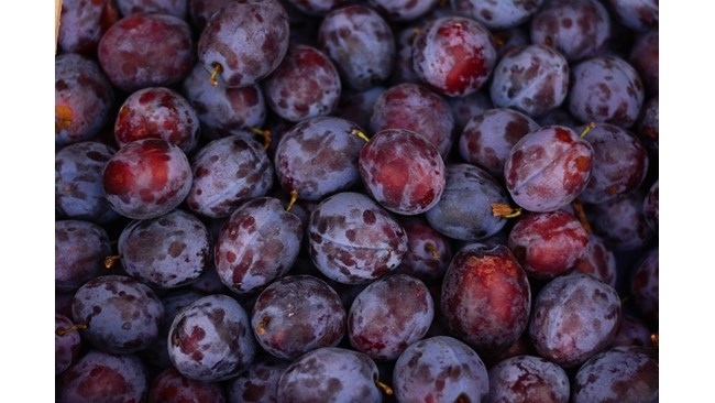 Крадци обраха 300 кг сливи