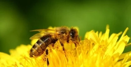 Изплатиха над 4, 132 млн. лв. на пчеларите по de minimis