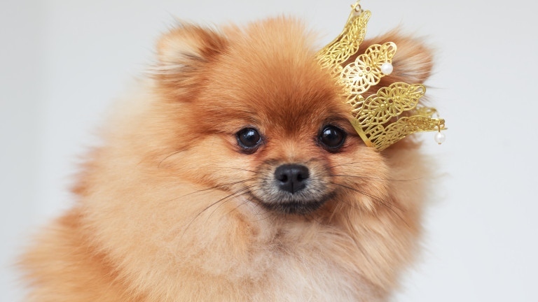 Какво още не знаем за кучетата