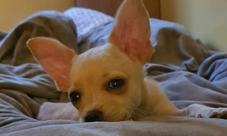 БАБХ затвори незаконен развъдник за кучета