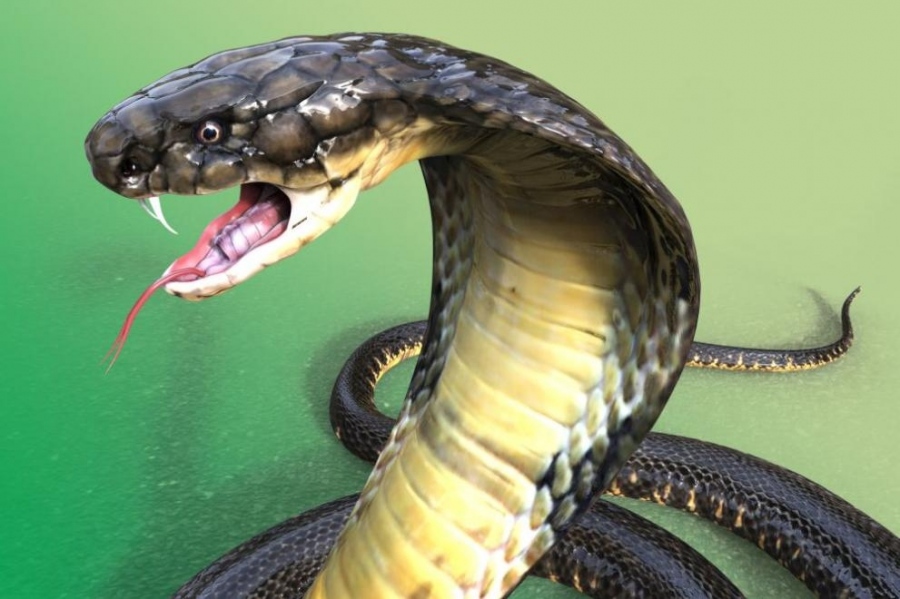 Мъж, преборил малария, треска денга и COVID-19, оцеля след ухапване от кобра