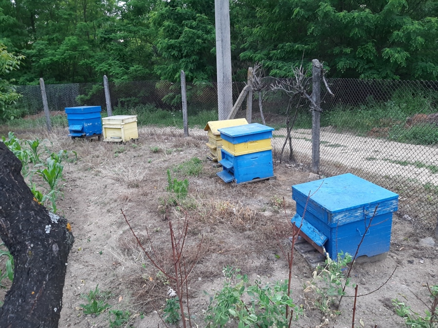 Нова е-платформа ще уведомява с SMS пчеларите за използване на земеделски препарати