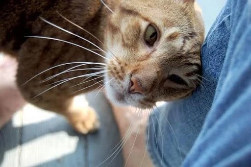 Психолог: Котките помагат в изолацията