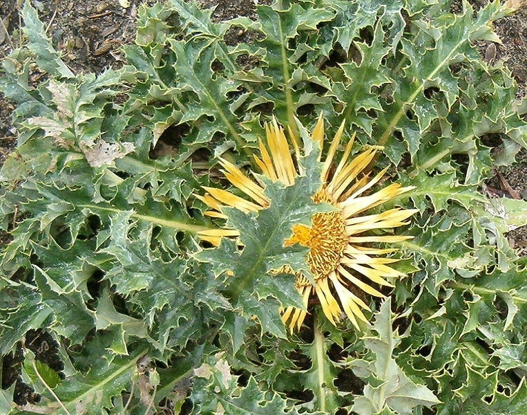 Билката решетка е известна още и с имената дива