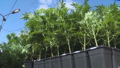 Над 1000 стръка марихуана са открити в бившия завод „Кристал“