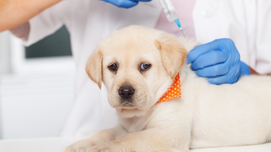 Русия започва производството на ваксина срещу COVID-19 за животни