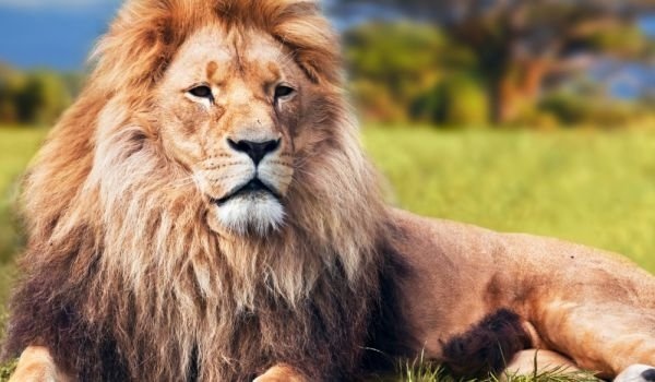 Южноафриканската република обяви днес намерението си да забрани отглеждането на