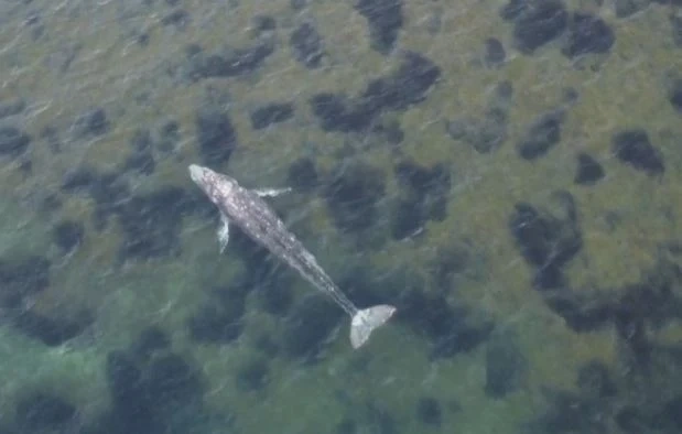 Сив кит във водите на Средиземно море