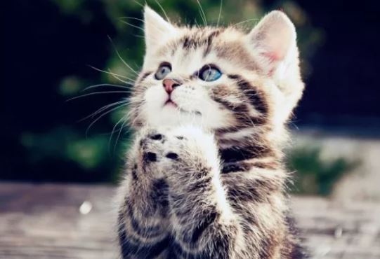 Много котки по правило се чувстват доста комфортно в апартаменти