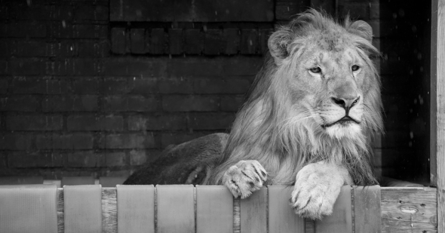 Лъвът Терез от Разград почина само 9 месеца след брат си Масуд