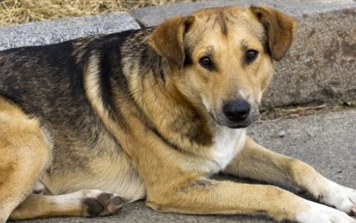 Кметът на Кричим: Глоба до 500 лв., ако храниш бездомни кучета в града