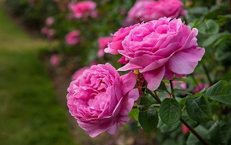 Поне 40 розовите градини у нас тази година ще останат