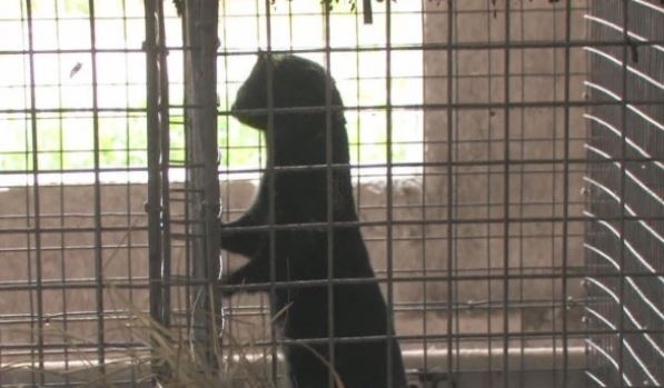 Със скандал започна проверката във фермата за норки край Стара