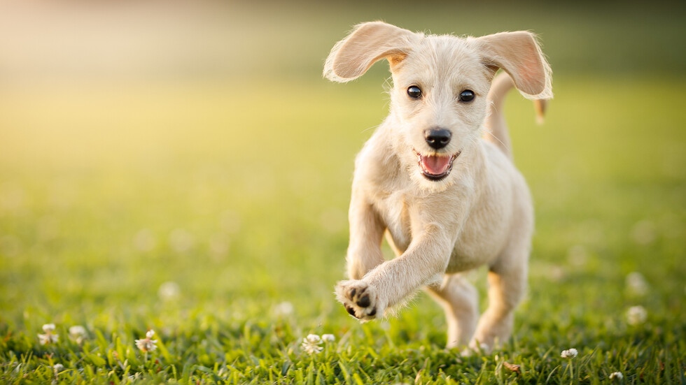 Учени от Вашингтонския университет са установили че програмите за справяне