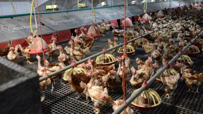 От 2005 г България е загубила 72 от животновъдството и