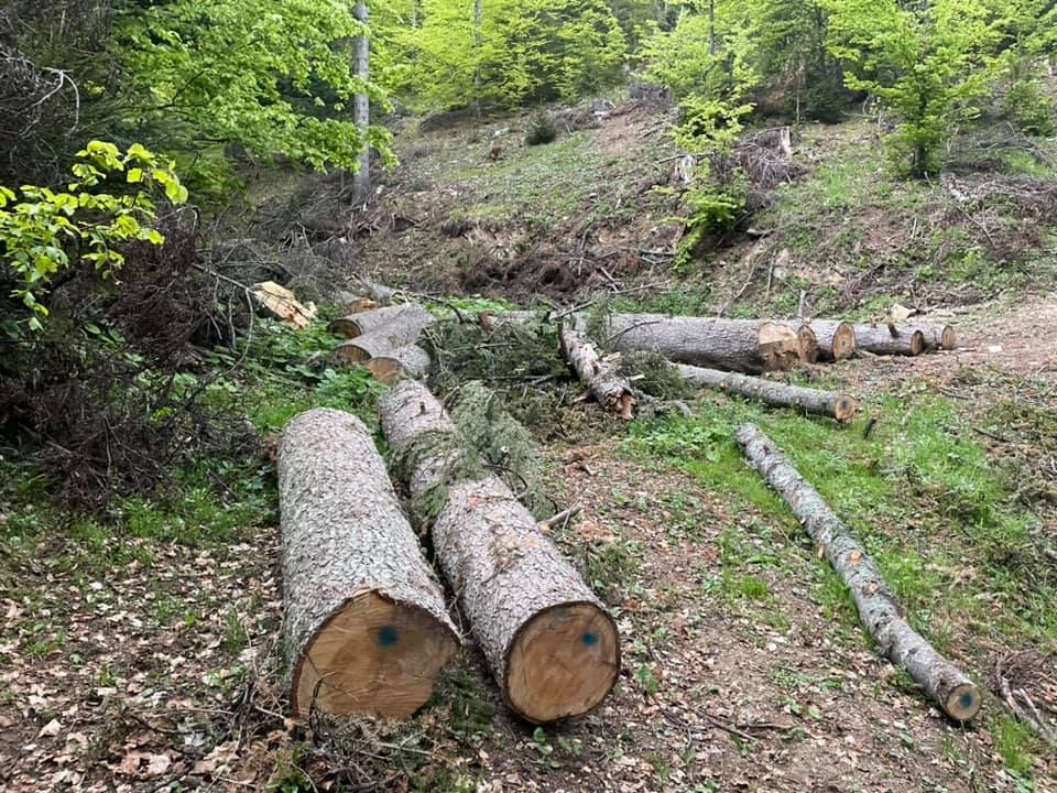 Отново незаконна сеч в горските територии на община Ракитово За поредното