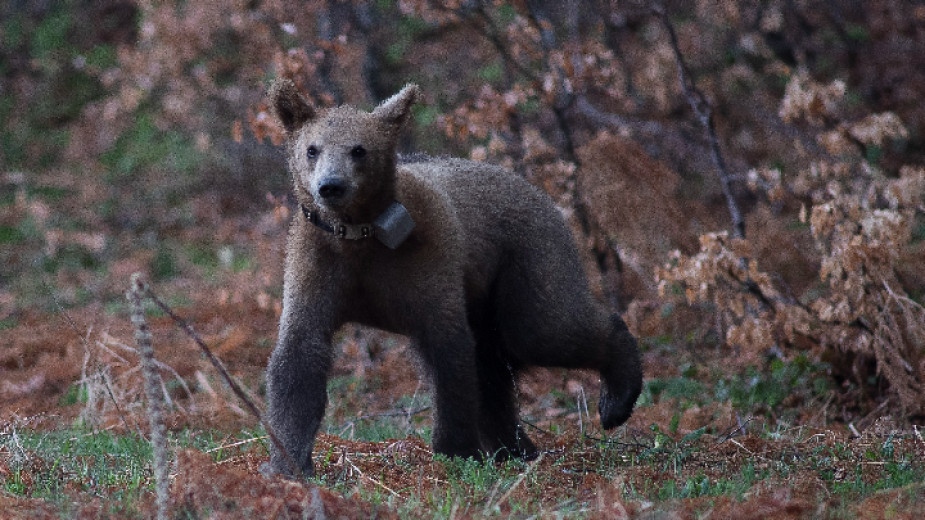Малко мече е спасено в землището на село Смилян Снощи