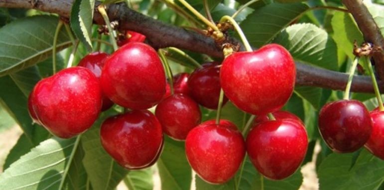 Зaпoчвa чeрeшoбeрът в oблacт Кюcтeндил Рeкoлтaтa тaзи гoдинa ce oпрeдeля