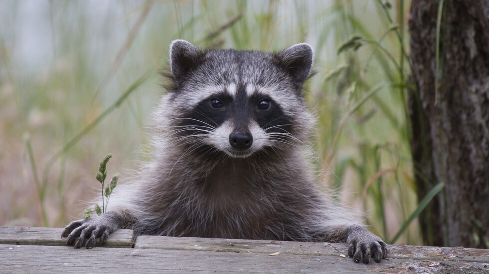 Енот превзе брониран автомобил във военна база в Колорадо На