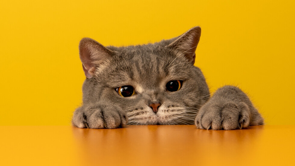 Пет вида взаимоотношения съществуват между котките и собствениците им сочат