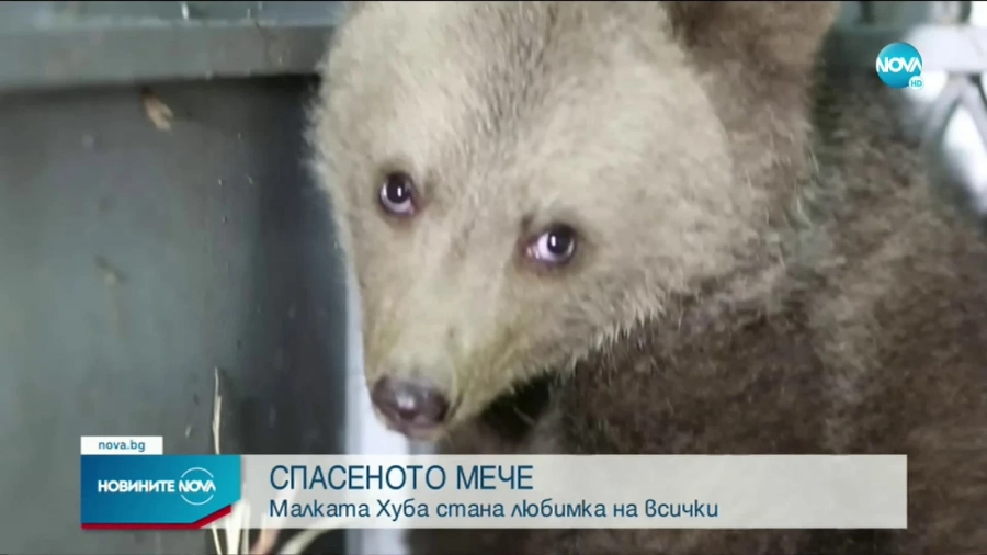 Спасиха малко мече край Чепеларе