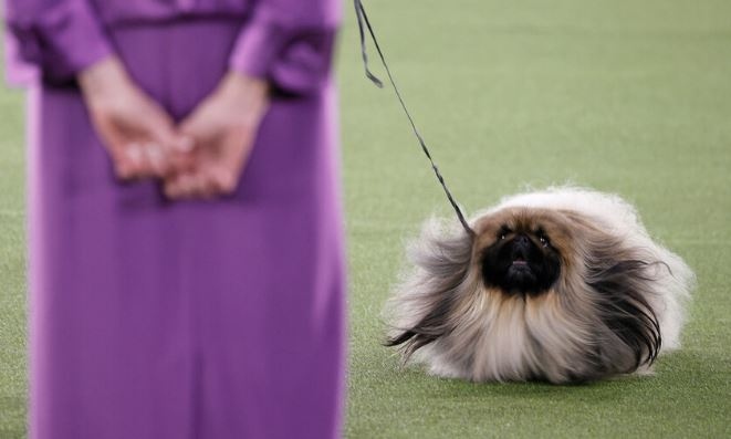 Пекинезът Уасаби спечели наградата Най добър в шоуто Best in show