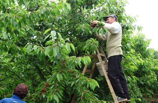 Специализирана полицейска операция за охрана на черешовите масиви стартира днес