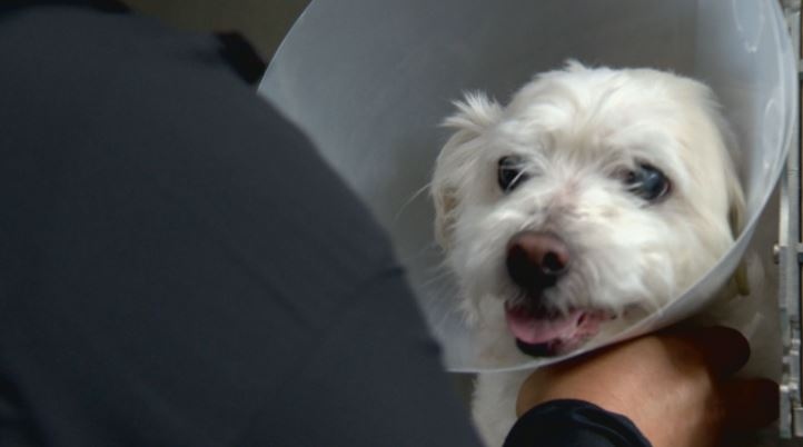 Куче беше хвърлено от шестия етаж в столичния квартал Младост