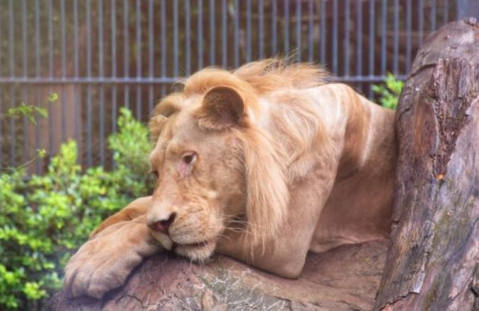 Лъв в най голямата зоологическа градина в Шри Ланка се зарази