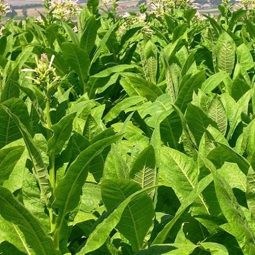 Приключи разсаждането на тютюн реколта 2021 в България, предстои първа беритба