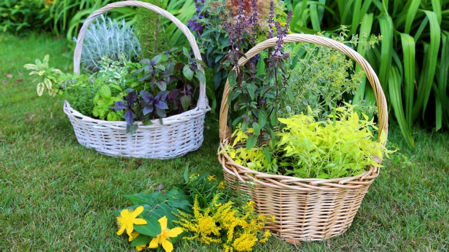 Високотехнологична лаборатория в Биологическия факултет на СУ ще оползотворява ценни растения