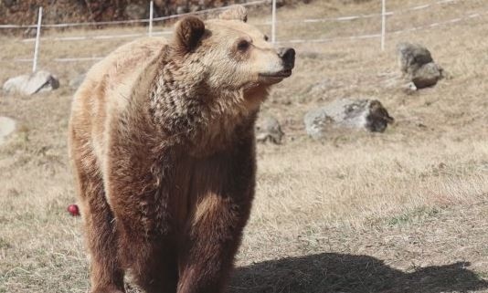 Затварят Парка за танцуващи мечки в Белица, докато не се