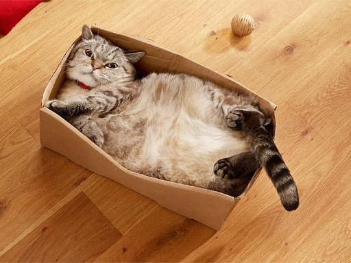 Заради допълнителното време под грижите на стопаните си по време