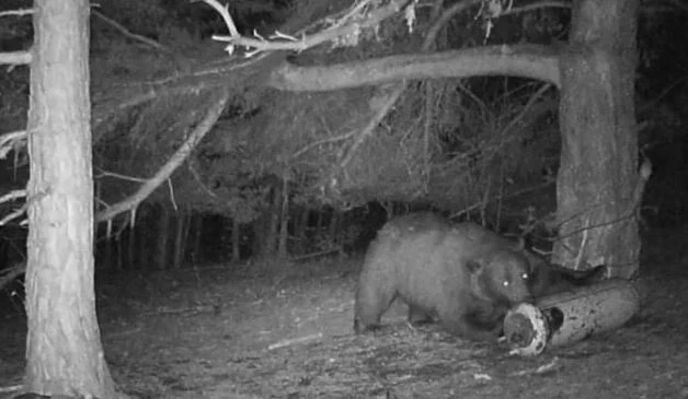 Издадено е разрешение за отстрел на мечката, нападнала жена в Белица