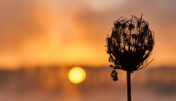 Защо има все повече убийствени горещини и опустошителни пожари като