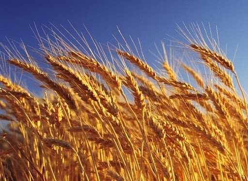 Падат изкупните цени на пшеницата Това каза Георги Радев председател