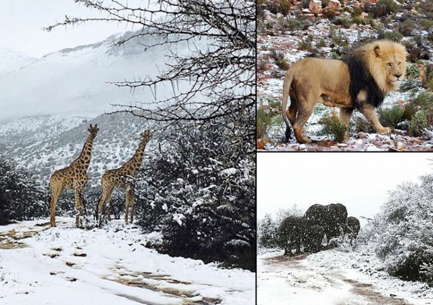 Сняг и студ в Южна Африка