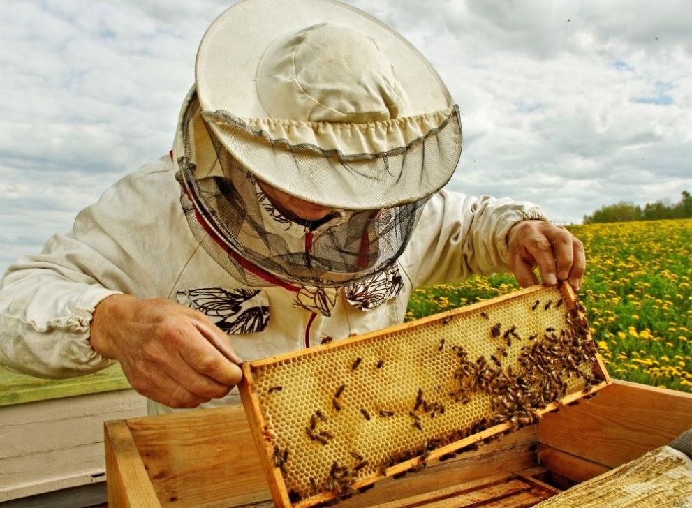 Пчеларите ще бъдат обезщетени с общо 3 млн лв заради