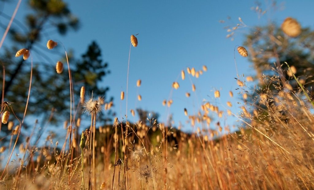 Днес ще бъде предимно слънчево След обяд над планинските и