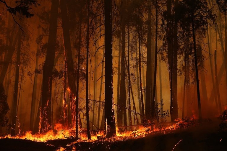 Над 26 хиляди горски пожара са бушували в Турция през