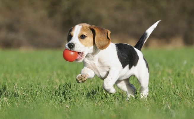 45 от собствениците на домашни любимци споделят че често купуват