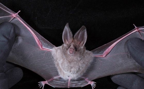 Прилеп прелетя рекордно за Великобритания разстояние от 1254 км от